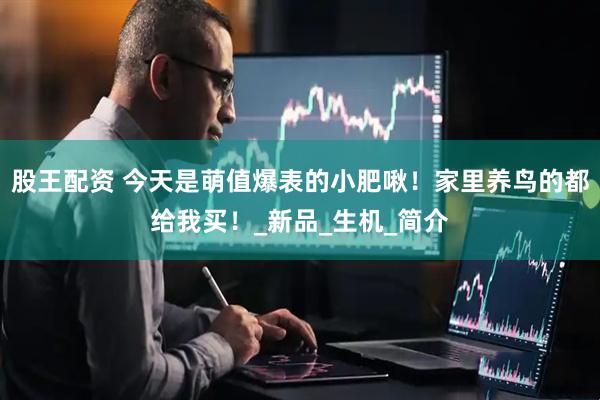 股王配资 今天是萌值爆表的小肥啾！家里养鸟的都给我买！_新品_生机_简介
